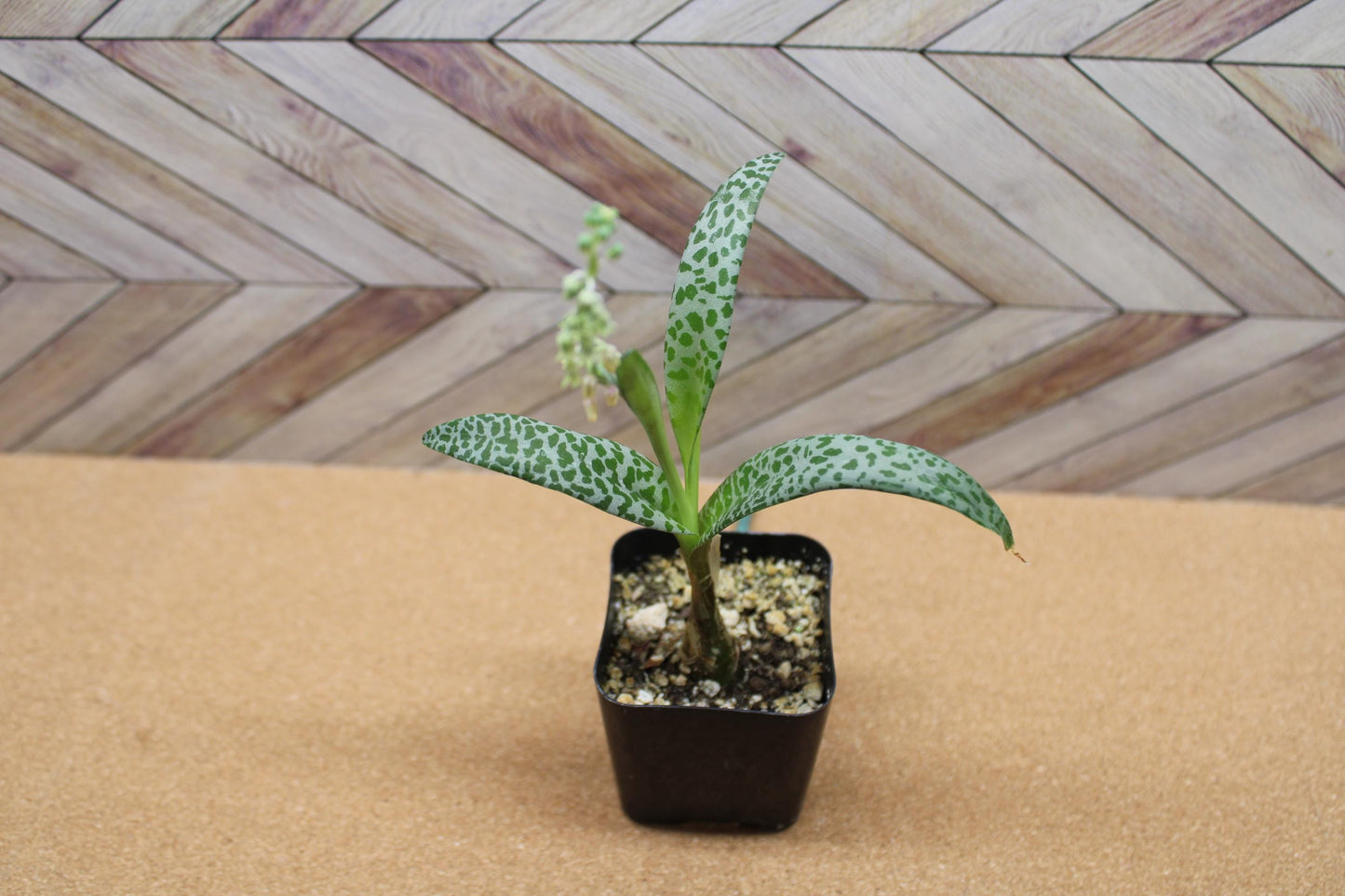 2 inch Ledebouria socialis 'Silver Squill' or 'Leopard Lily'