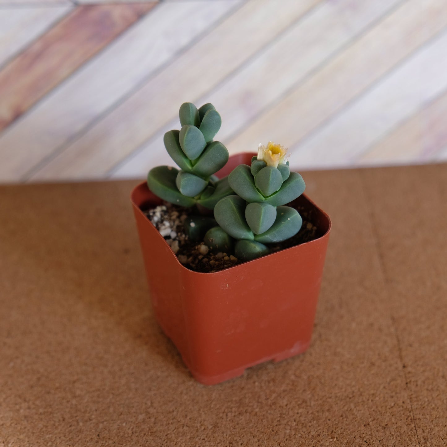 2 inch Ice Plant succulent 'Corpuscularia Lehmannii'