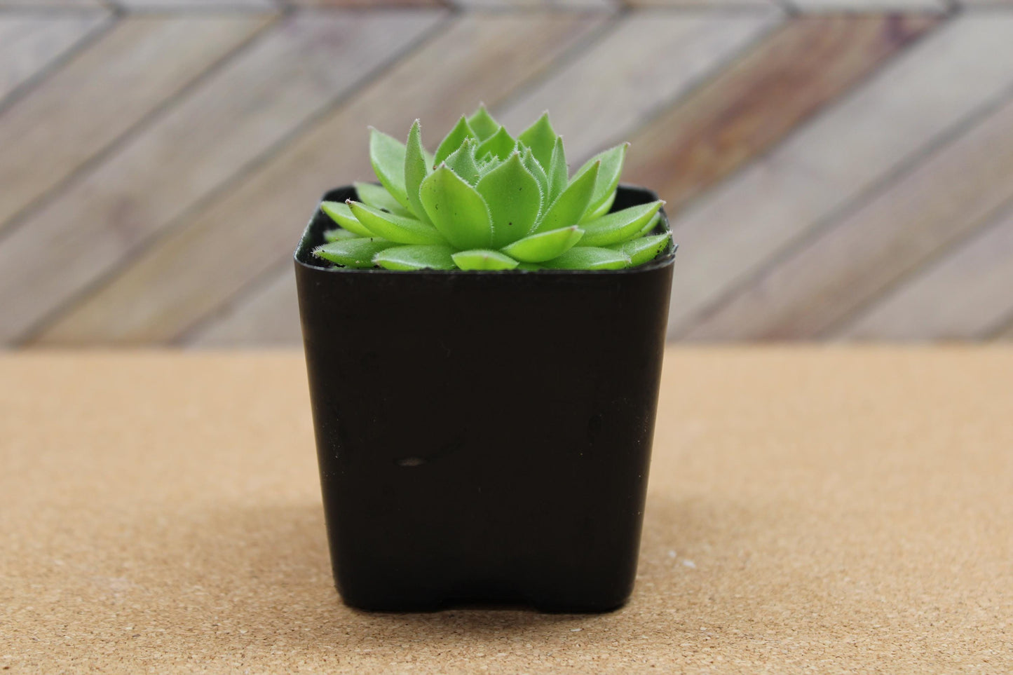 2 inch Sempervivum ‘Spring Beauty’