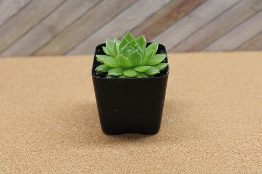 2 inch Sempervivum ‘Spring Beauty’
