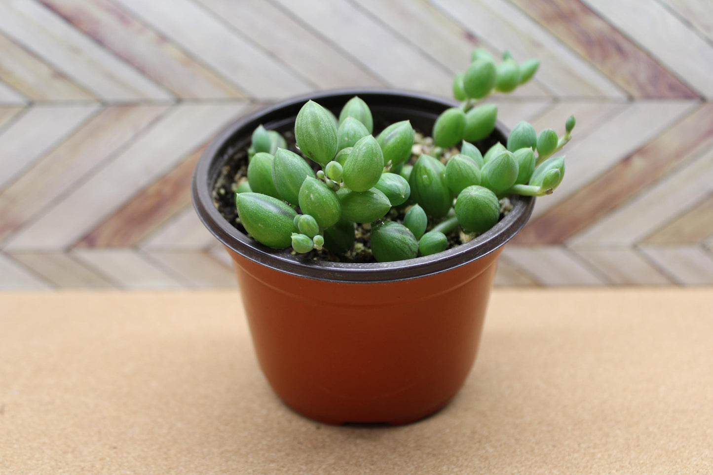 Randomly assorted "4 Inch pot" succulents & Catci, potted and rooted for diy projects, party favor, fairy gardens and more