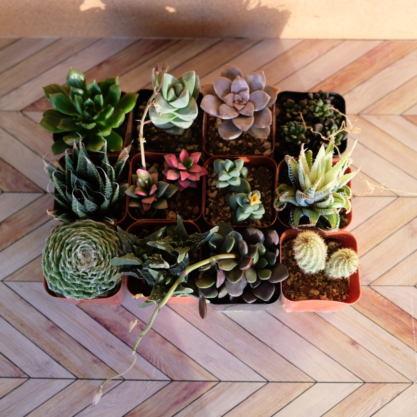 Randomly assorted bulk packs of 2 inch succulents potted and rooted for diy projects, party favor, fairy gardens and more