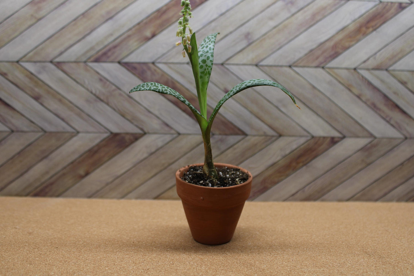 2 inch Ledebouria socialis 'Silver Squill' or 'Leopard Lily'