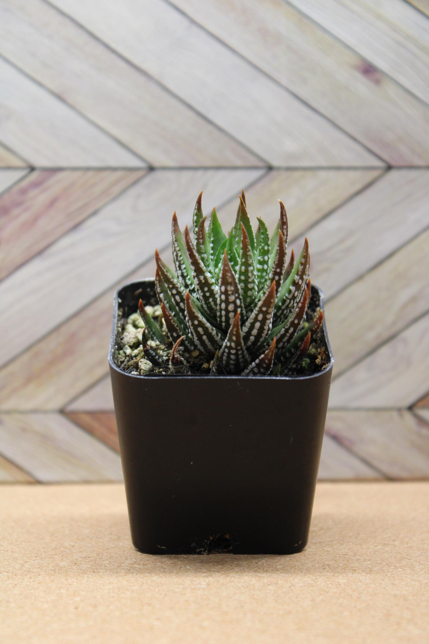 2 inch Haworthia reinwardtii f. kaffirdriftensis