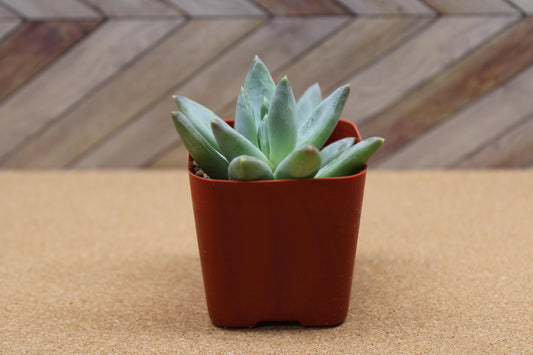 2 inch Pachyveria glauca ‘Little Jewel’