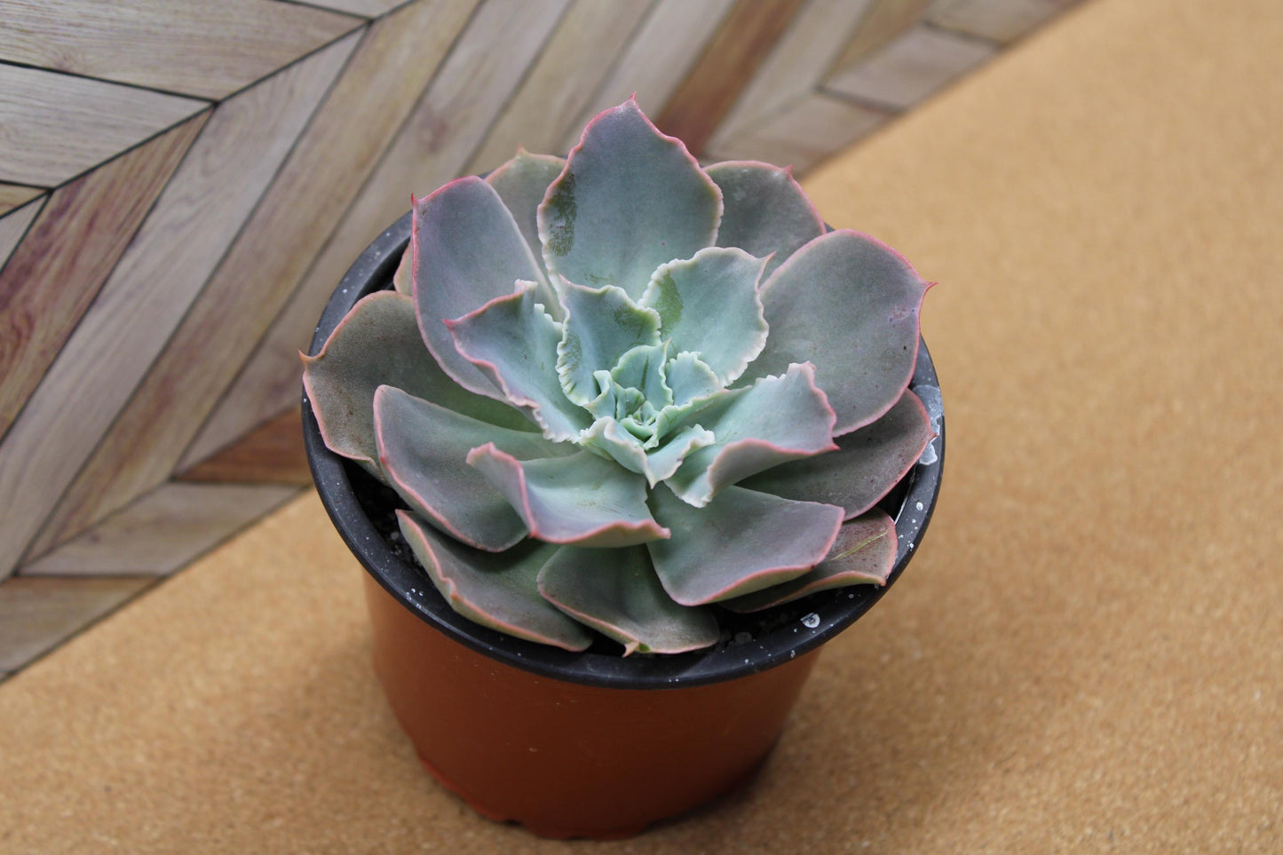 Randomly assorted "4 Inch pot" succulents & Catci, potted and rooted for diy projects, party favor, fairy gardens and more
