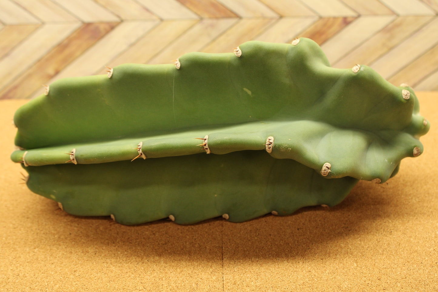 Peruvian Apple Cactus unrooted Cuttings