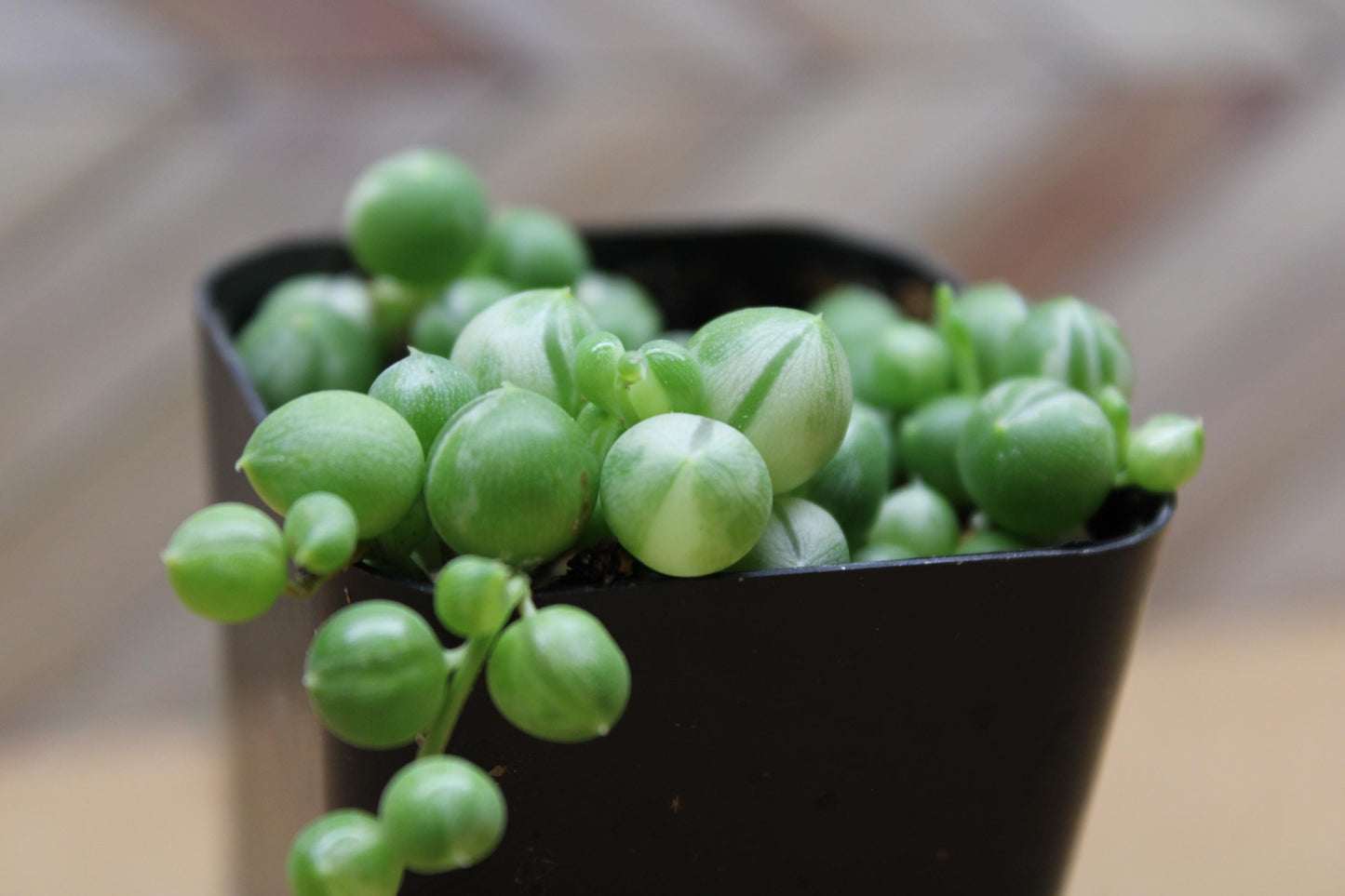 2 Inch Variegated String of Pearls