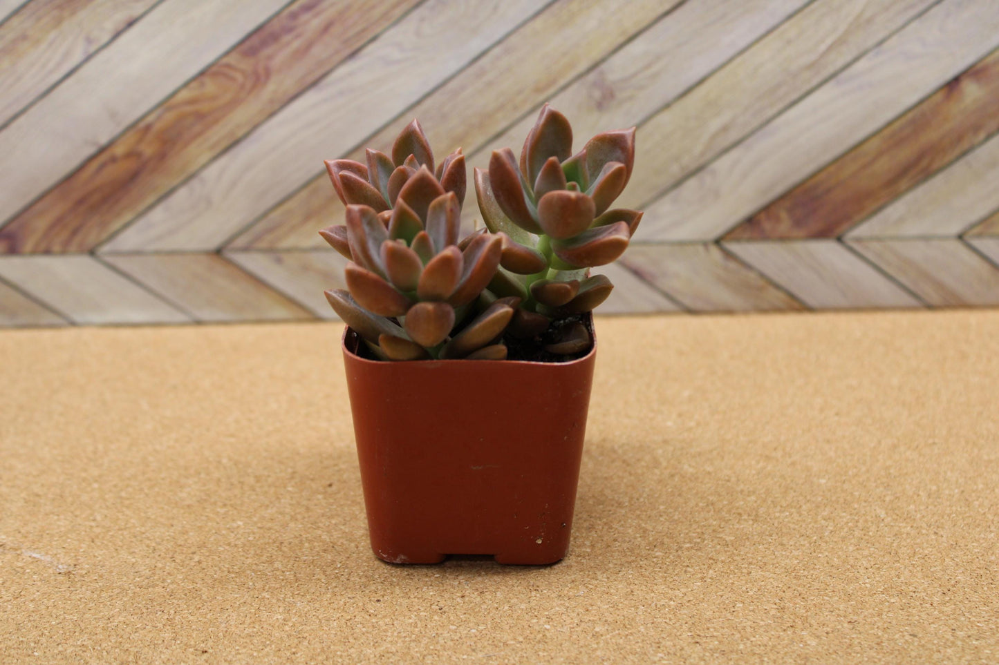 2 inch Graptosedum 'Alpenglow'