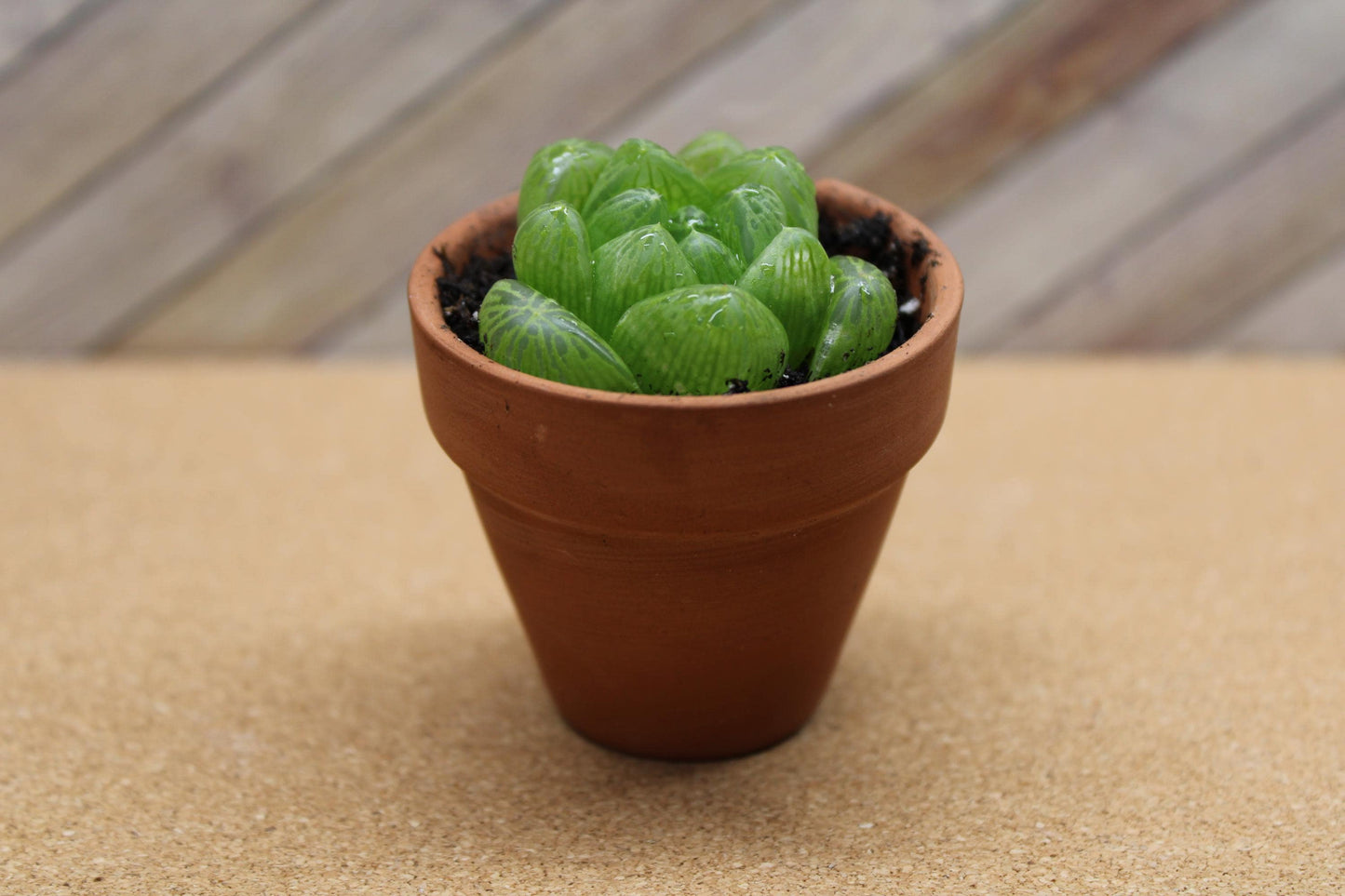 2 inch Haworthia cooperi