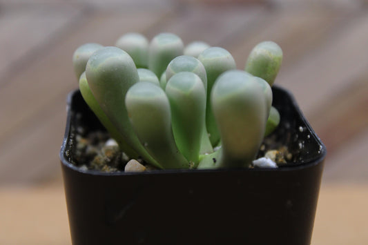 2 inch Fenestraria rhopalophylla 'Baby Toes'