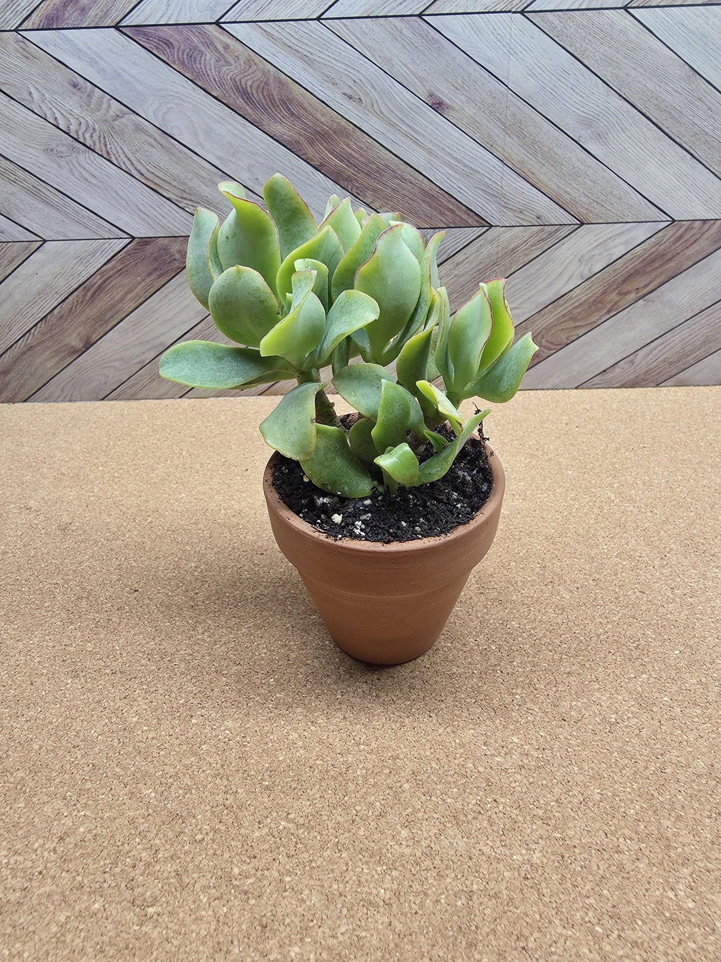 2 inch Ripple Jade