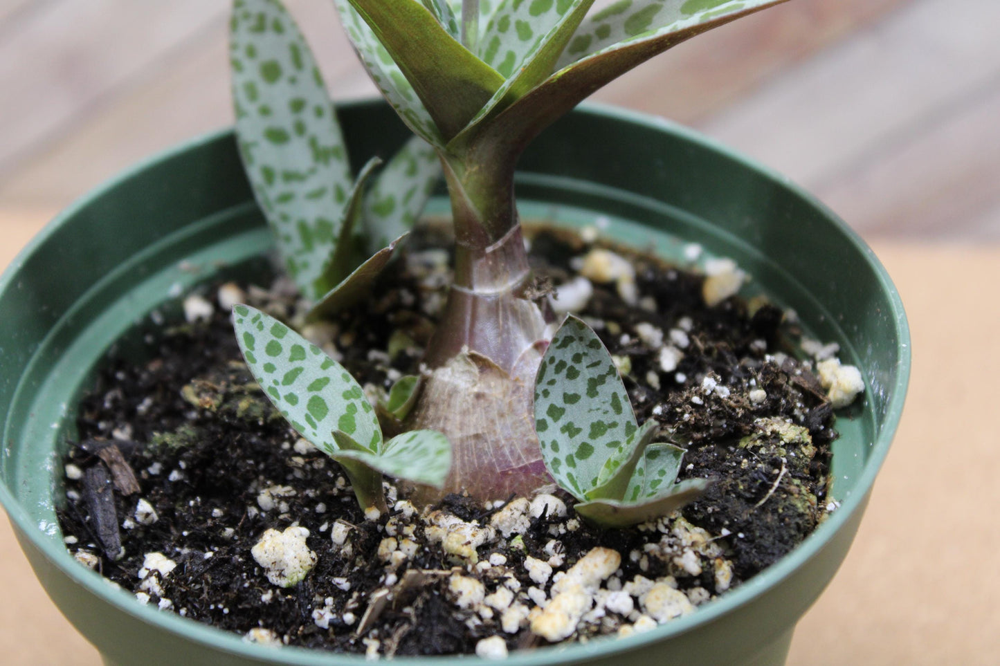4 inch Ledebouria socialis 'Silver Squill'  'Leopard Lily'
