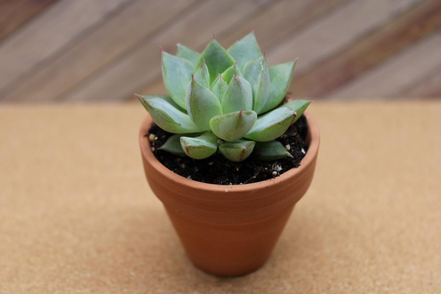 2 inch Echeveria purpusorum ‘Gliva’