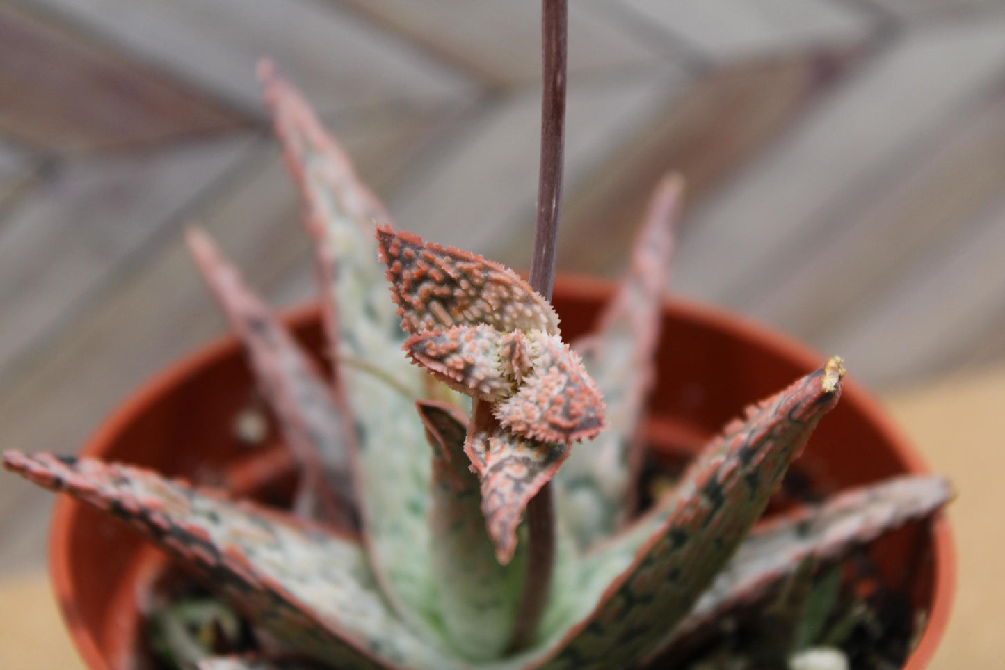 4 Inch Aloe ‘Pink Blush’