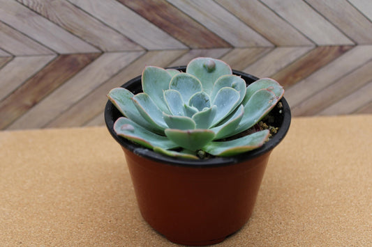 4 inch Echeveria 'raindrop'