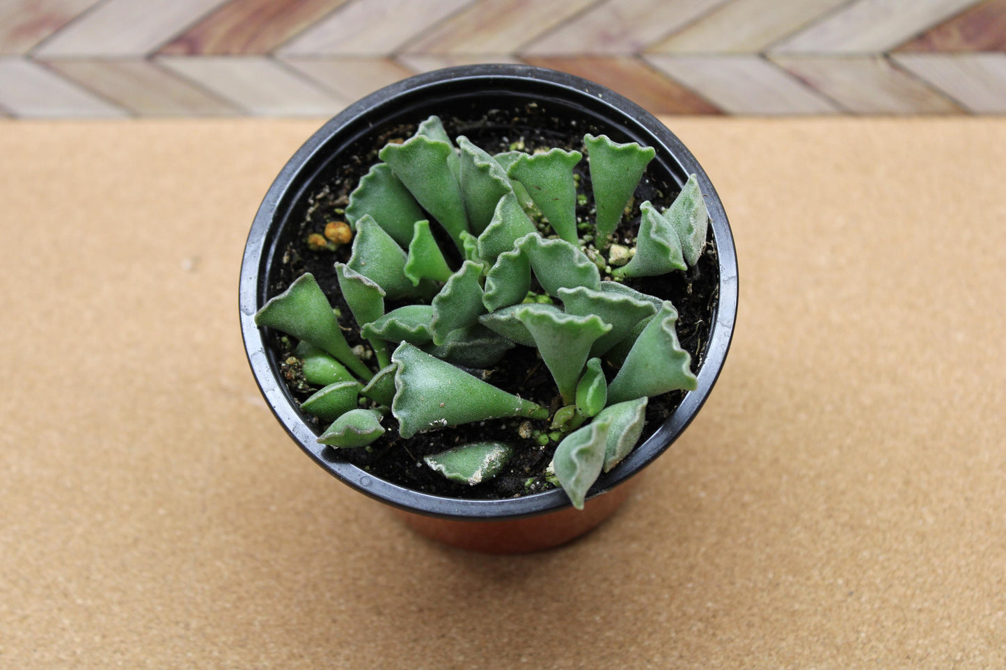 4 inch Crinkle Leaf Plant aka Key Lime Pie