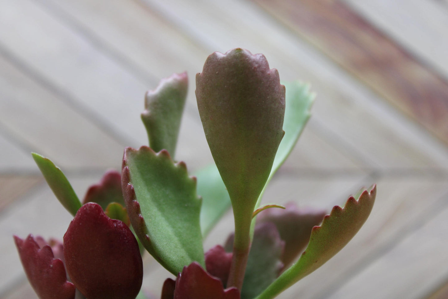 2 inch Kalanchoe Sexangularis "Six Angled Kalanchoe"