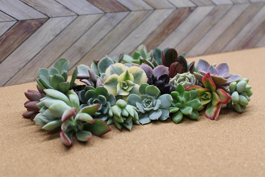 10 Assorted Rosette Succulent Cuttings – 20+ Mixed Varieties – Unrooted Small Succulent Cuttings for Crafting, Arrangements & Gardens