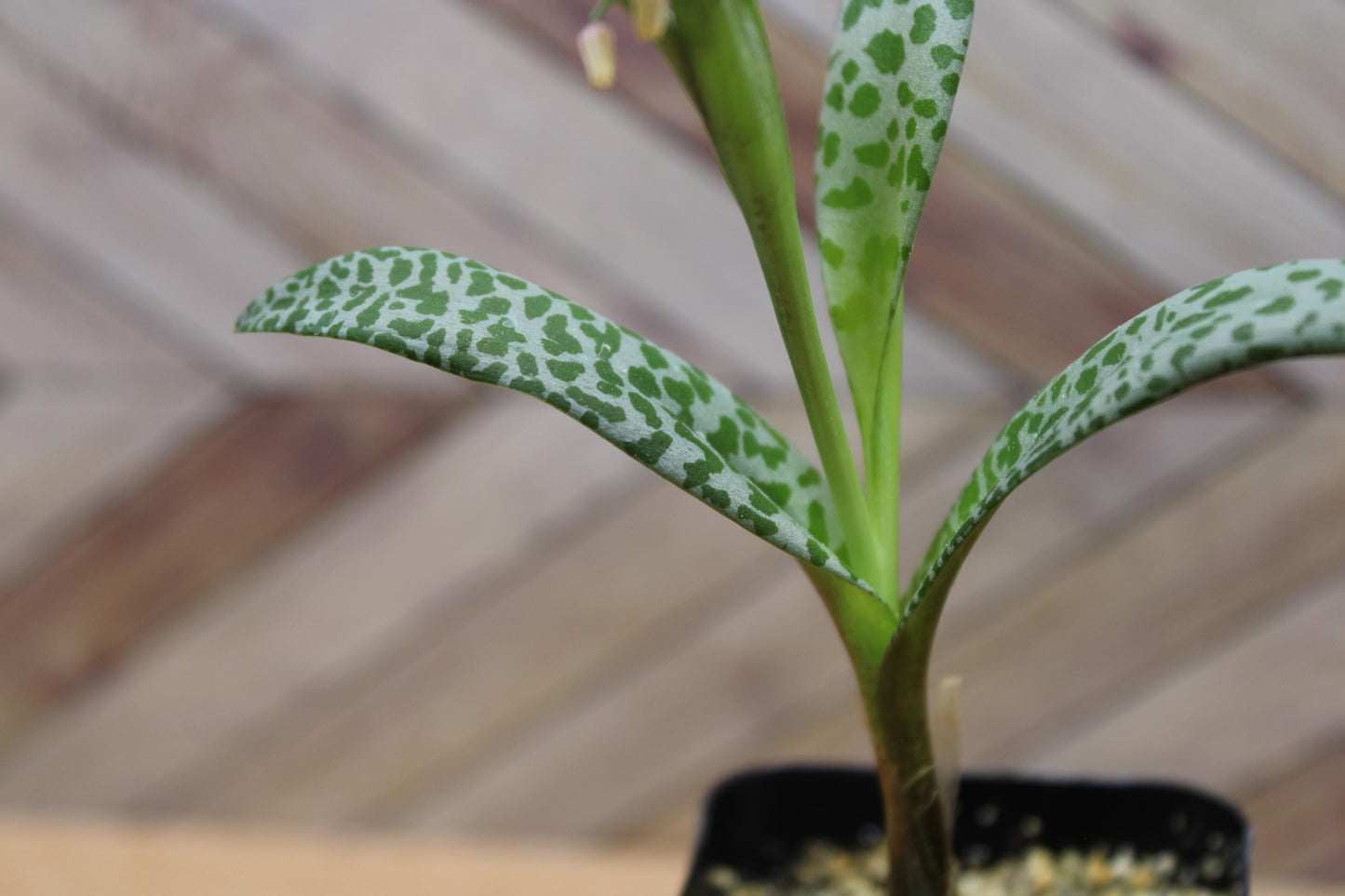 2 inch Ledebouria socialis 'Silver Squill' or 'Leopard Lily'