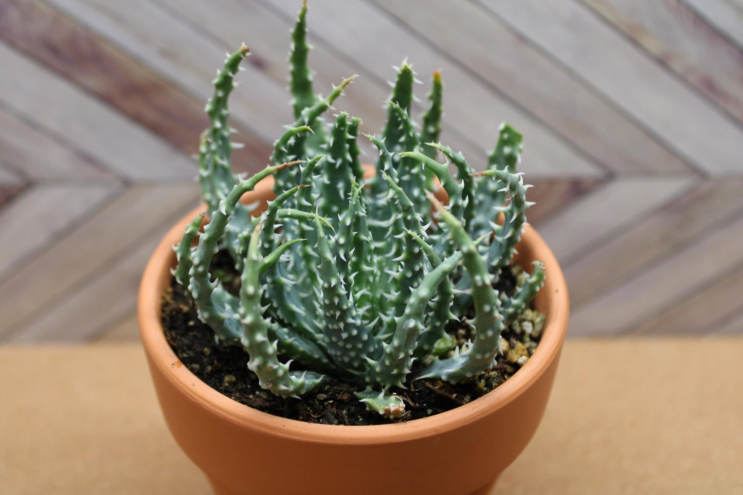 4 Inch Aloe humilis 'Hedgehog'