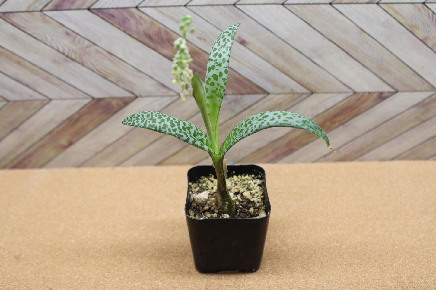 2 inch Ledebouria socialis 'Silver Squill' or 'Leopard Lily'