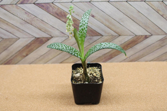 2 inch Ledebouria socialis 'Silver Squill' or 'Leopard Lily'