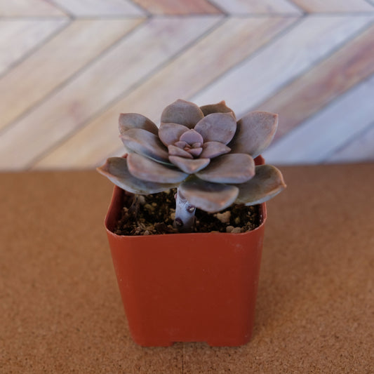 2 inch graptopetalum superbum 'purple ghost plant'