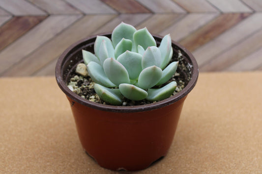4 inch Echeveria ‘Moonglow’