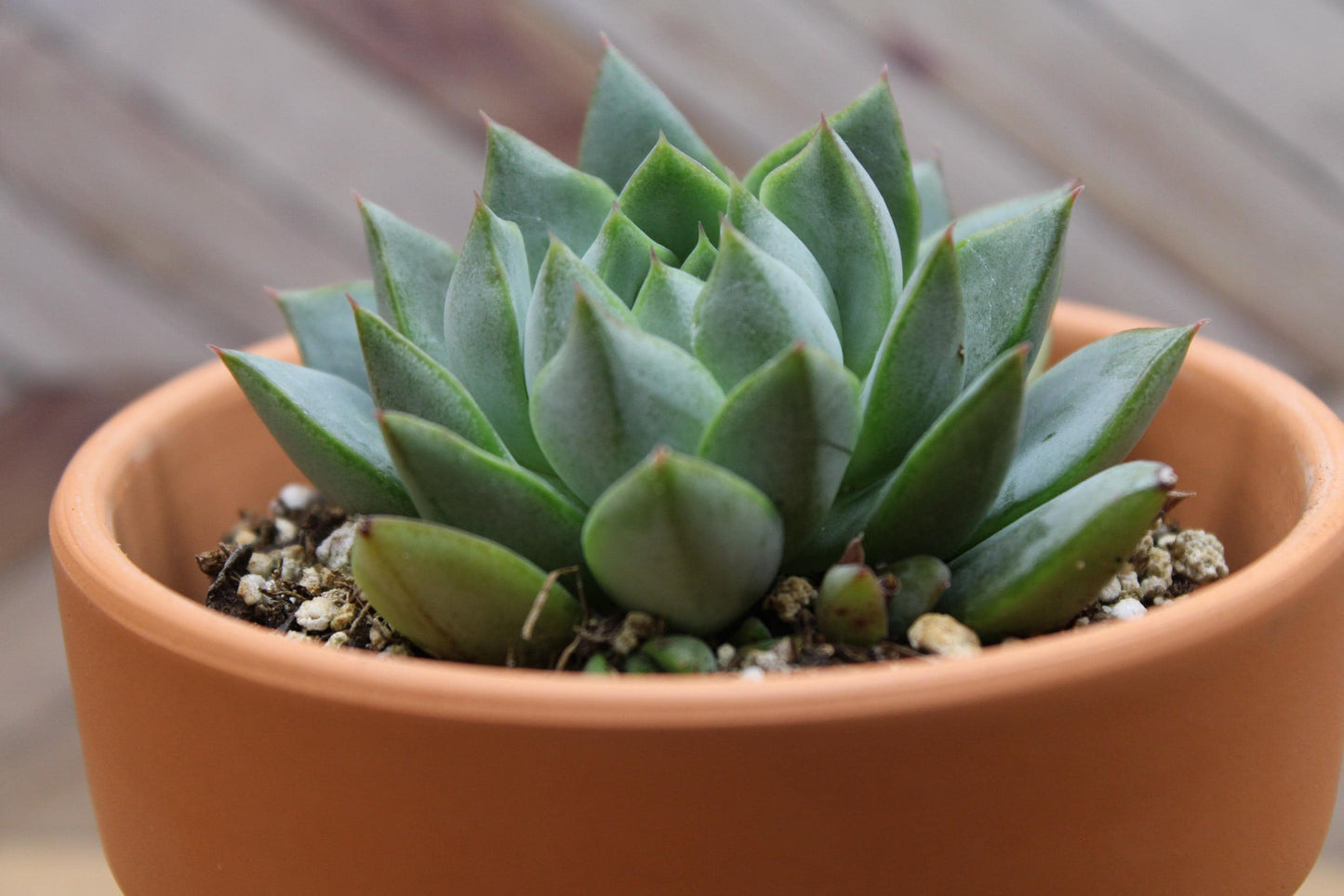 4 inch Echeveria purpusorum ‘Gliva’