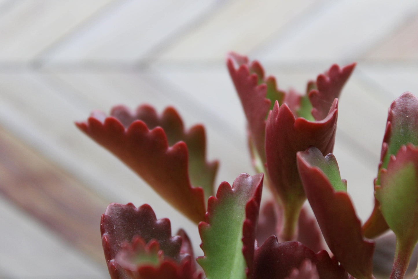2 inch Kalanchoe Sexangularis "Six Angled Kalanchoe"