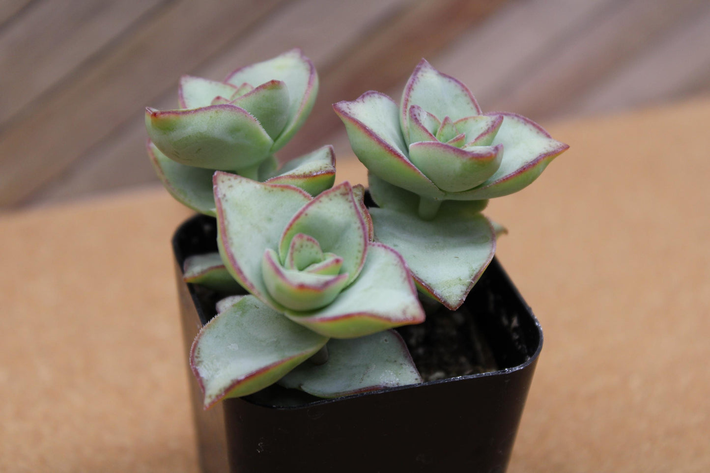 2 inch Crassula perforata ‘String of Buttons’ 'Ivory towers'