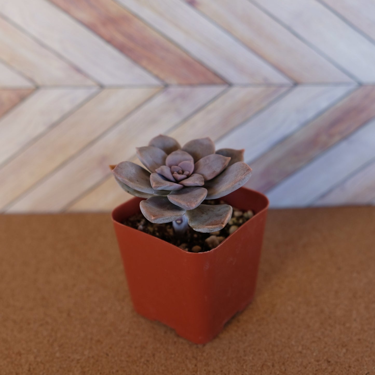 2 inch graptopetalum superbum 'purple ghost plant'