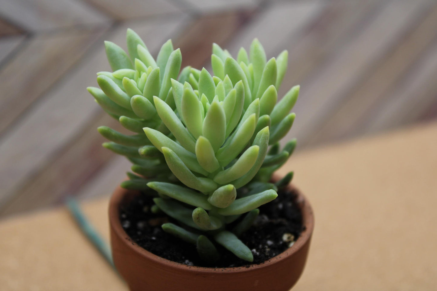 2 Inch Donkey Tail ‘Harry Butterfield’ – Sedum morganianum