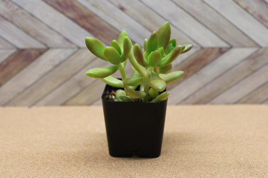2 inch Sedum adolphi  'Golden Sedum'