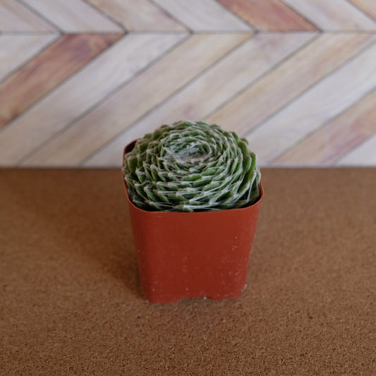2 inch Sempervivum arachnoideum 'Cobweb'
