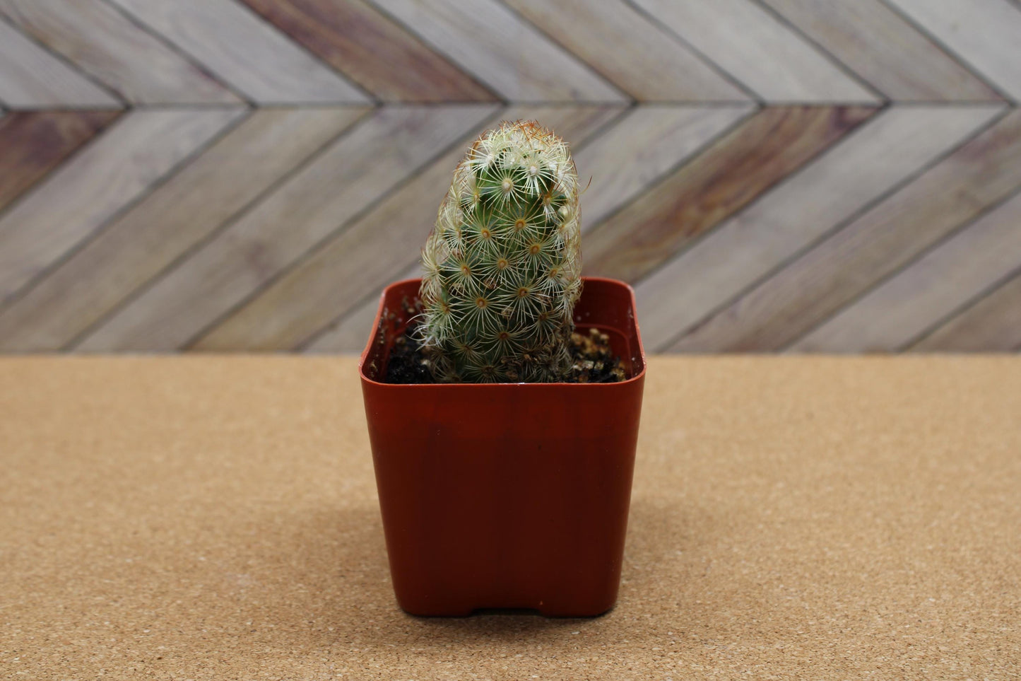 2 inch Mammillaria elongata 'Ladyfinger Cactus'