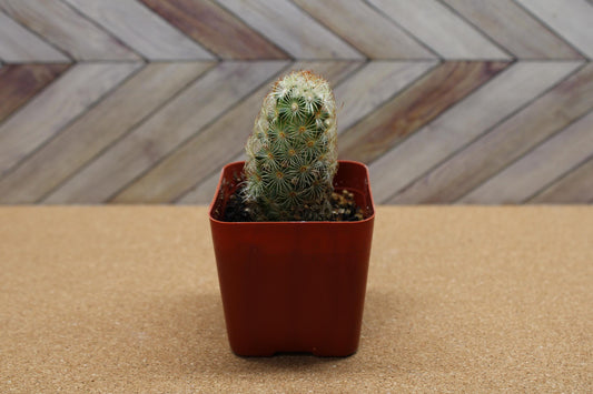 2 inch Mammillaria elongata 'Ladyfinger Cactus'
