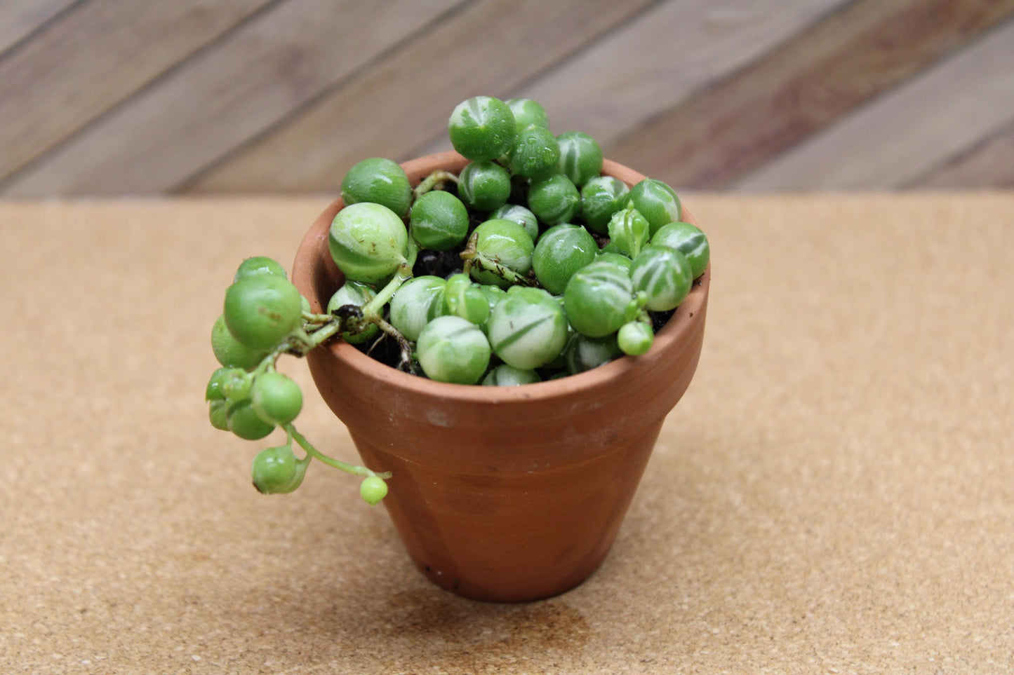 2 Inch Variegated String of Pearls