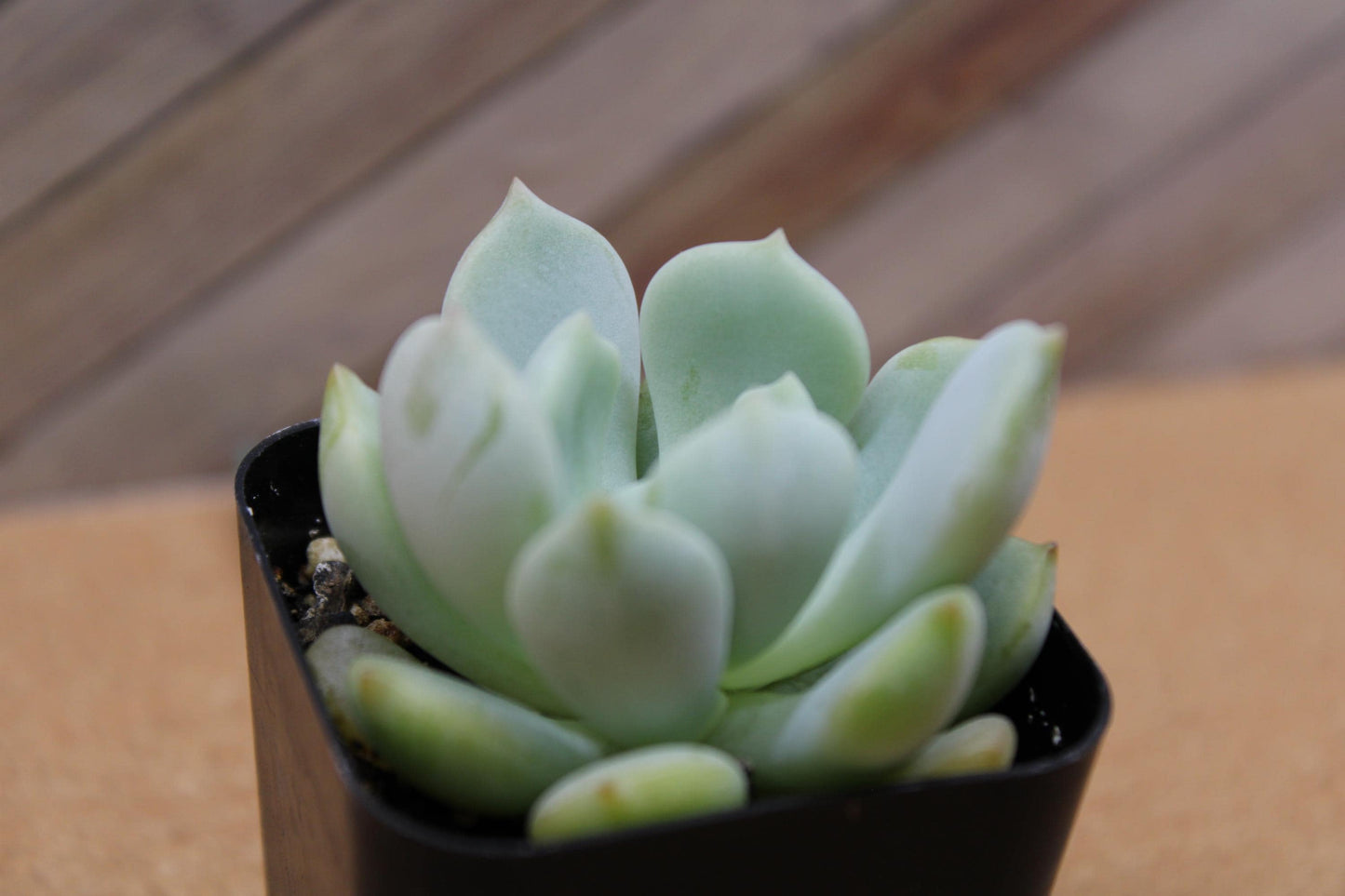 2 inch Echeveria ‘Moonglow’