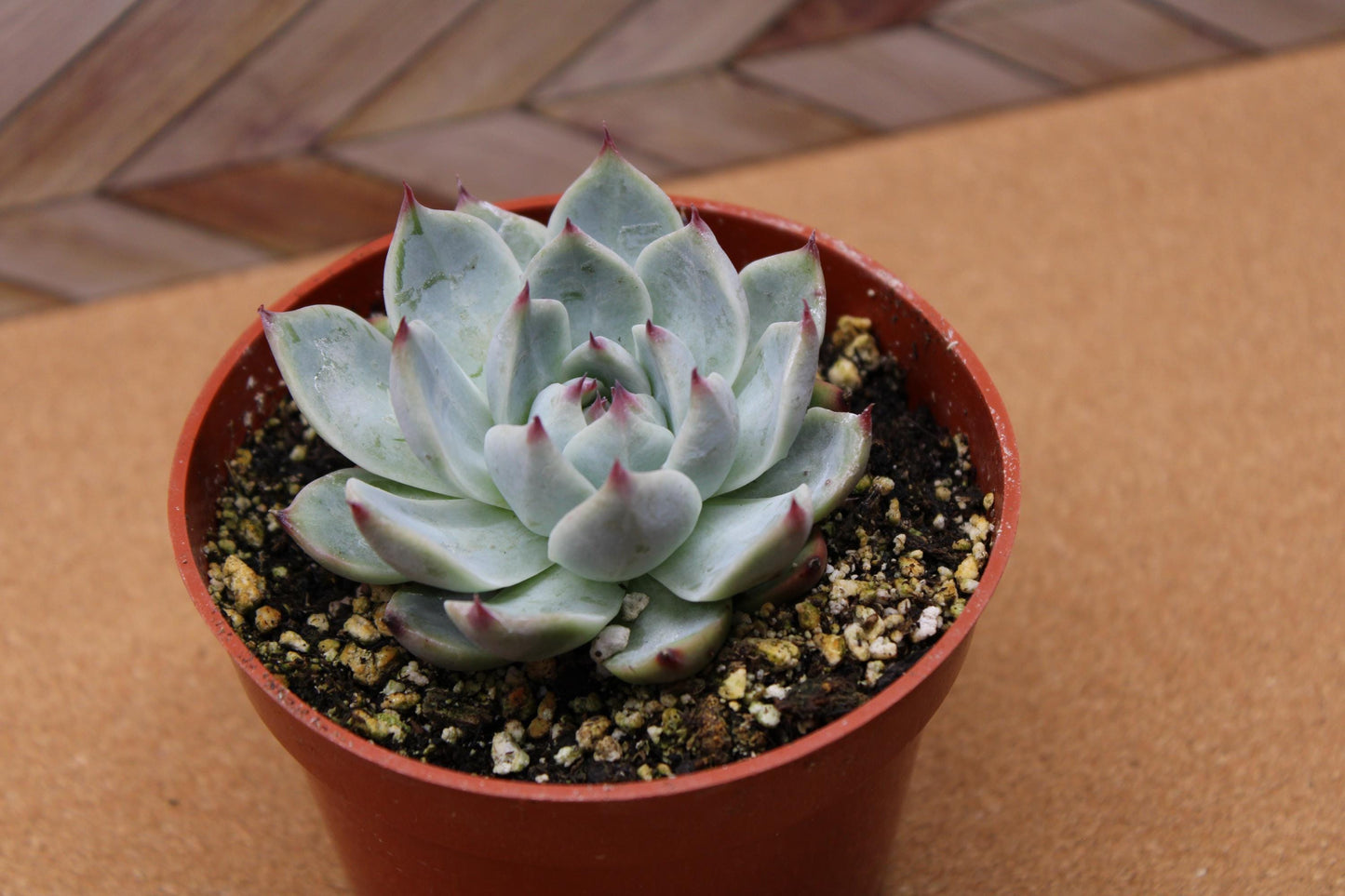 Randomly assorted "4 Inch pot" succulents & Catci, potted and rooted for diy projects, party favor, fairy gardens and more