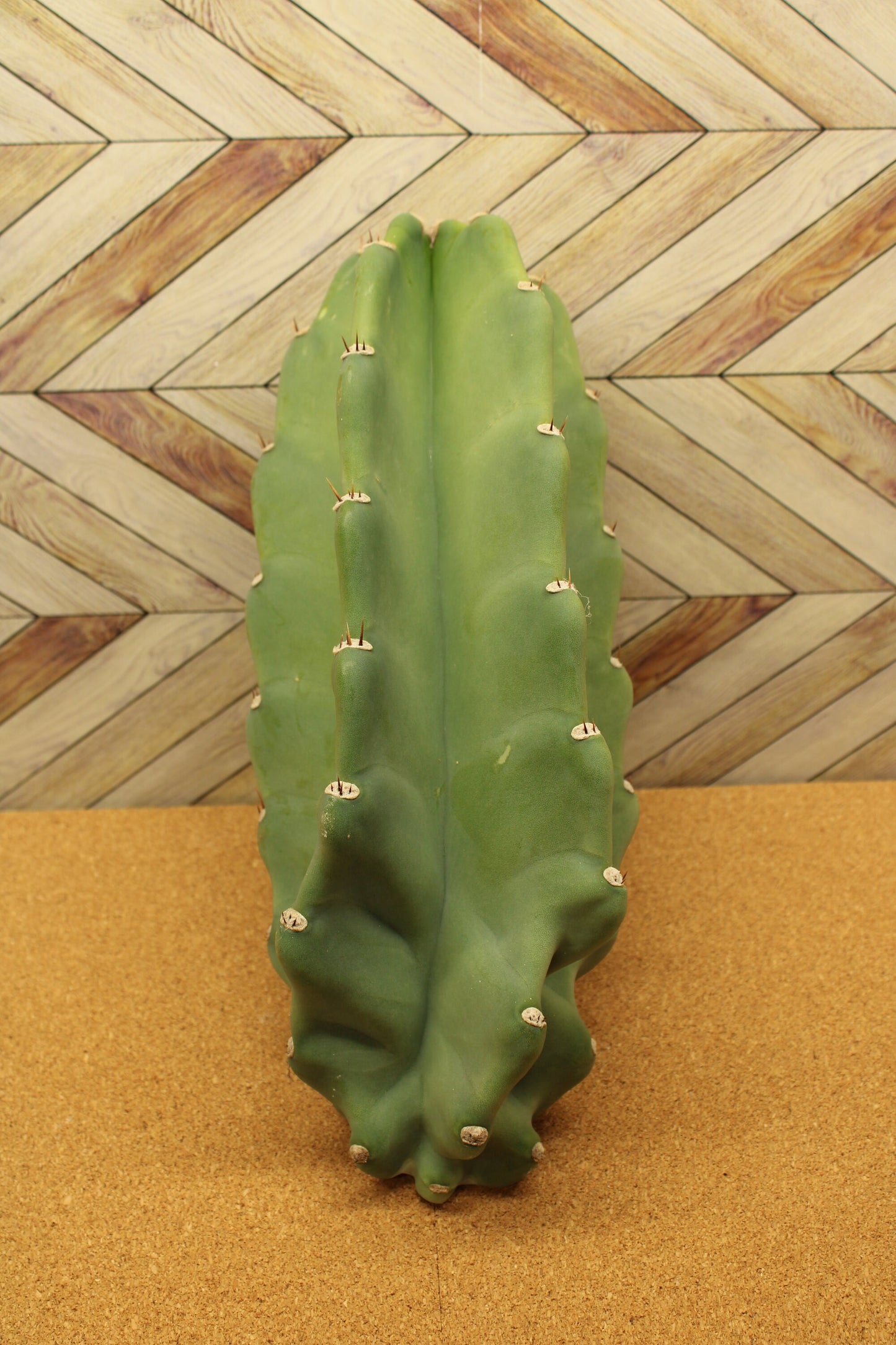 Peruvian Apple Cactus unrooted Cuttings
