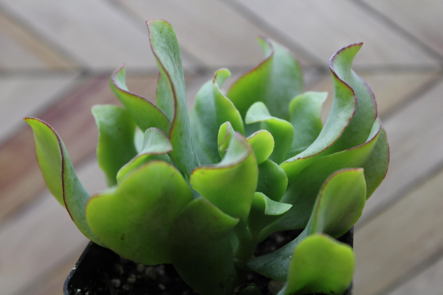 2 inch Ripple Jade