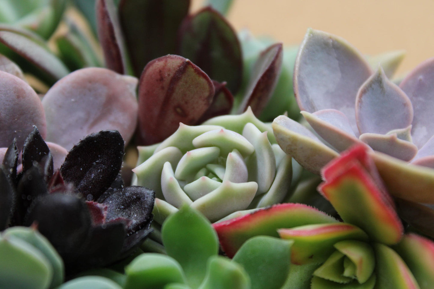 10 Assorted Rosette Succulent Cuttings – 20+ Mixed Varieties – Unrooted Small Succulent Cuttings for Crafting, Arrangements & Gardens