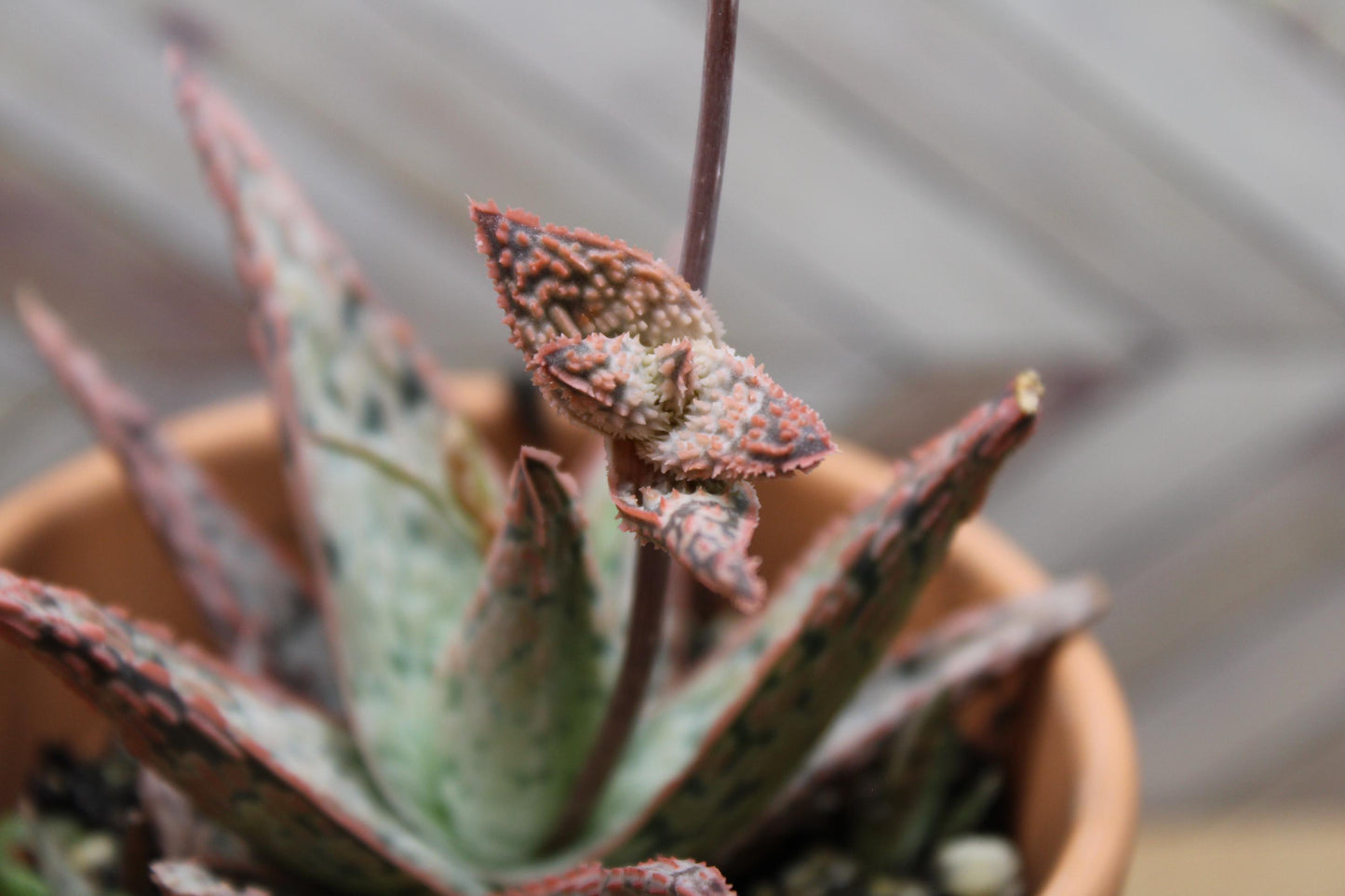 4 Inch Aloe ‘Pink Blush’