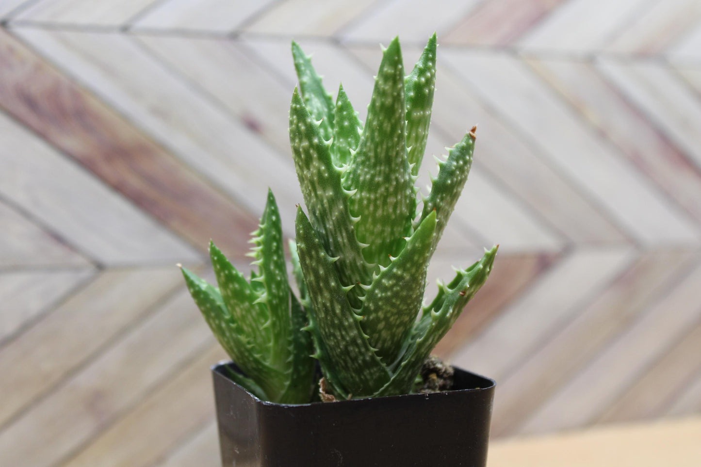 2 inch Aloe Juvenna 'Tiger Tooth Aloe'