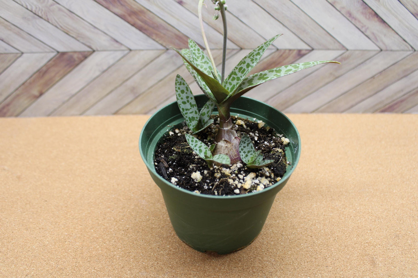 4 inch Ledebouria socialis 'Silver Squill'  'Leopard Lily'
