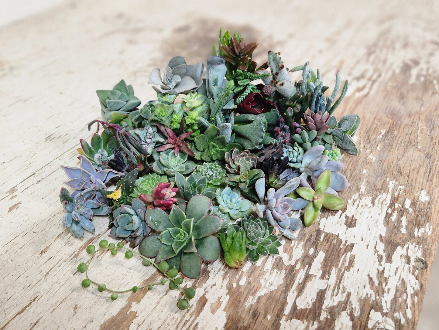 10/20/40/60/80/100 assorted succulent cuttings 40+ varieties possible, ready to plant for diy projects, party favor, fairy gardens