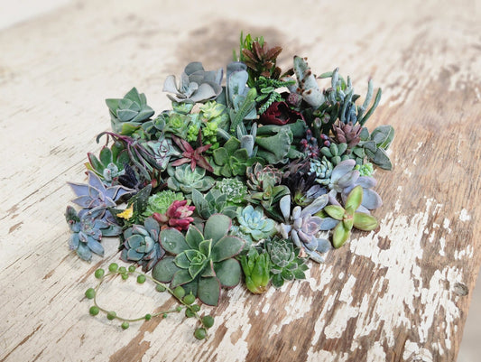 10/20/40/60/80/100 assorted succulent cuttings 40+ varieties possible, ready to plant for diy projects, party favor, fairy gardens