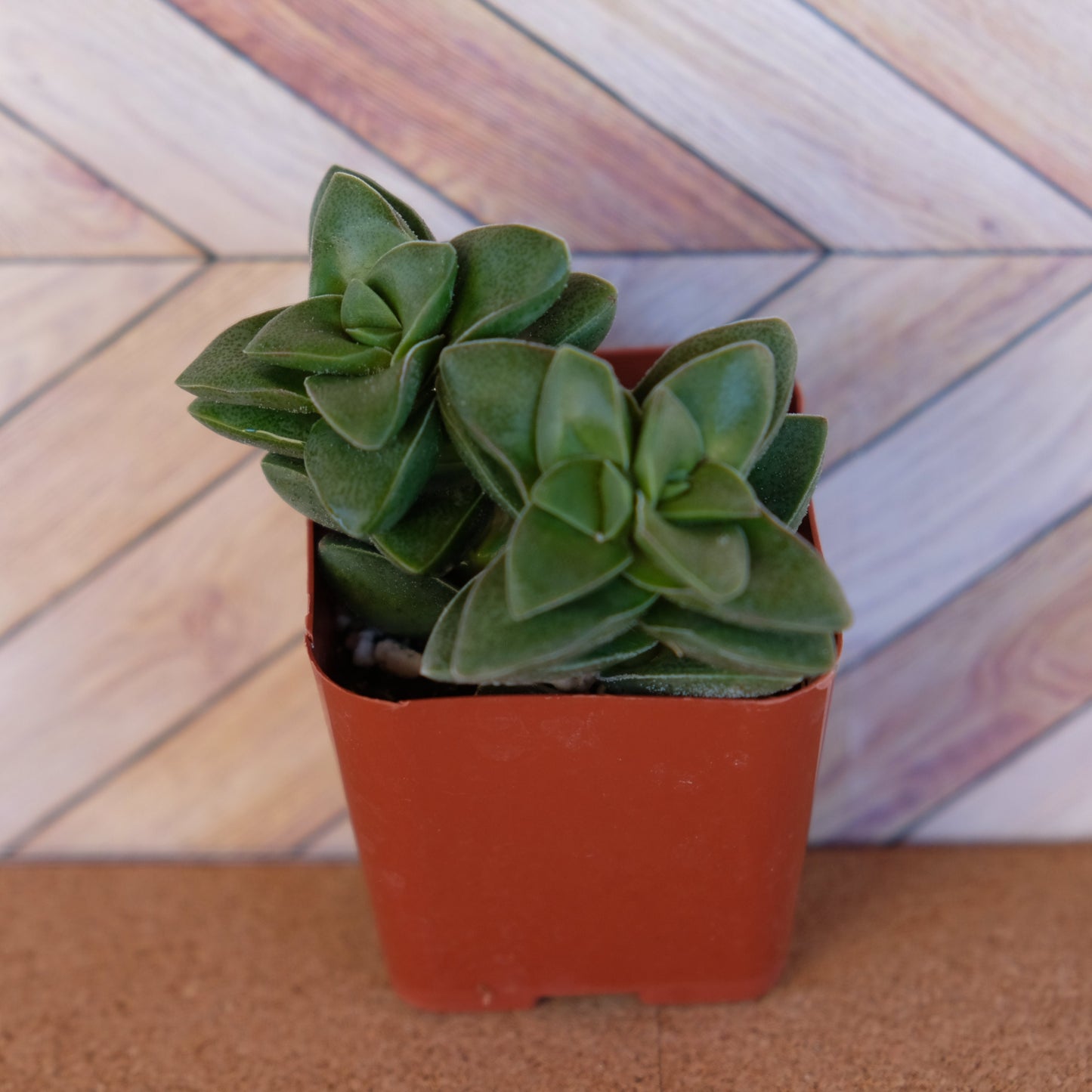 2 inch crassula 'springtime'